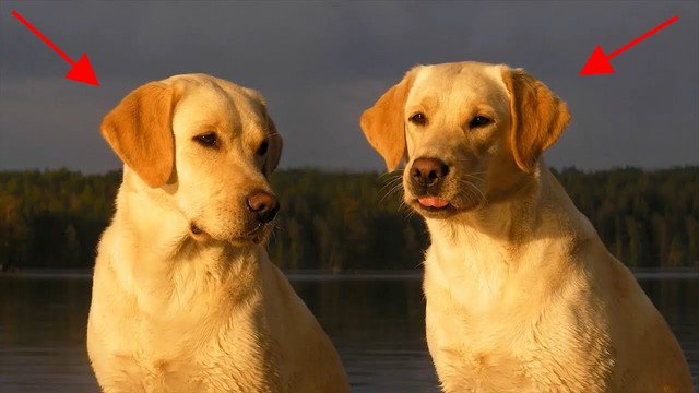 KucniLjubimciTV's tweet photo. 🐶#Labrador #Retriver | Pogledajte #Slike I #Karakteristike Labrador #Pasmine Pasa🐶
https://t.co/EXh6i6DeNv  

#labradorRetriver
#labradorRetriverPasminaPasa
#labradorRetriverPas
#karakteristikeLabradorRetriver 
#Psi #pasa #pas
#OcjenjivačPsećeHrane 
#KucniLjubimciTV https://t.co/ke2YKb9wI1