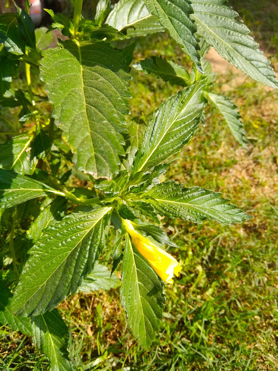 NITHISH4217's tweet photo. #flower #flowerlovers 
#PhotoOfTheDay #photograph 
#photosof2018  #PhotoOfTheWeek
#naturelovers #nature #naturephotography https://t.co/bJatlcIeLe
