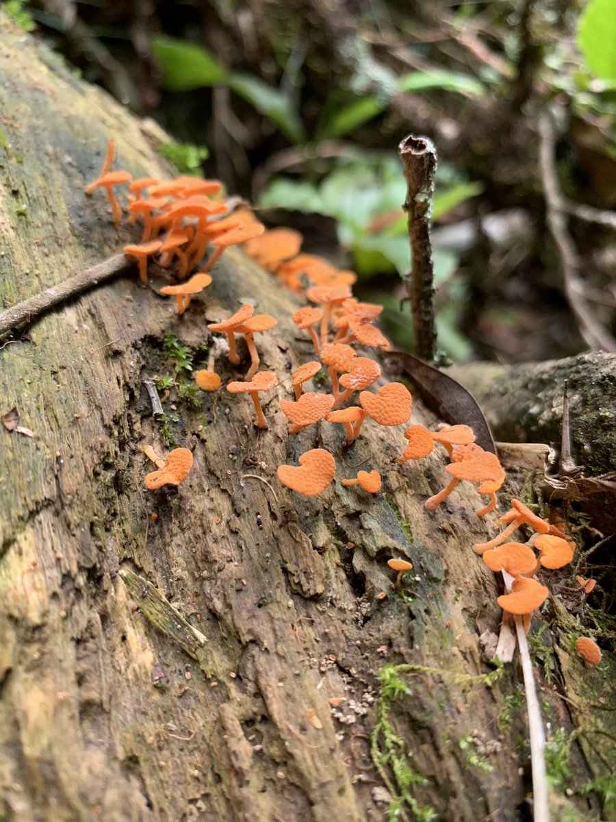Gorgeous little fungus on a log in the rainforest #stopandbreathe #appreciatenature #springbrook #qld