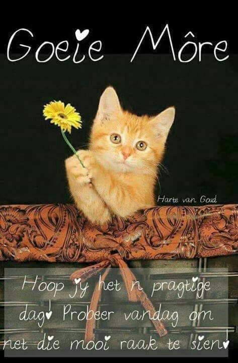 Goeie More Boodskappies