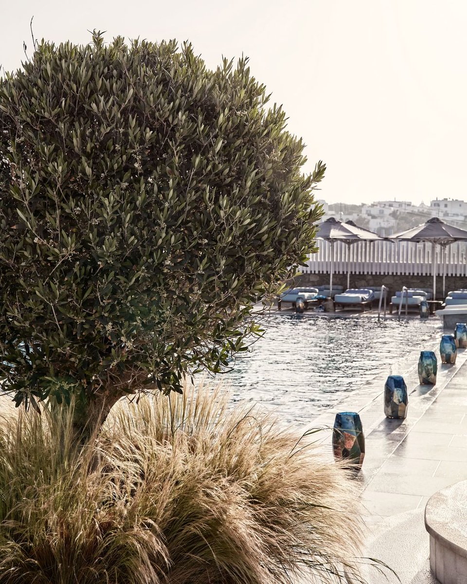 Myconian Collection tweet media