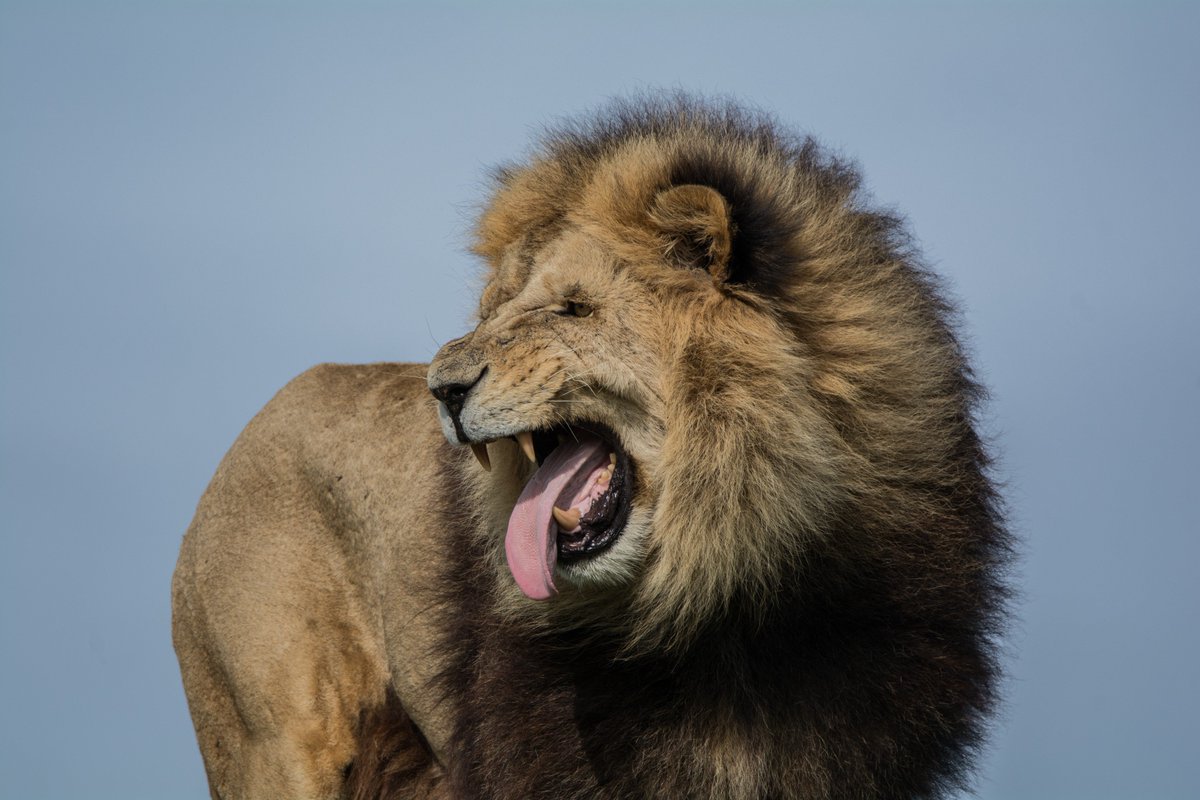 WildlandsNL's tweet photo. Dit vonden wij de grappigste foto uit #WILDLANDS van het afgelopen jaar. Wat is jouw favoriete #dierenfoto uit 2018? https://t.co/TAUK7OhCVB