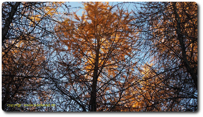 baldwald's tweet photo. Baumpaten erleben mehr, Teil 53:
Neun wunderbare Postkartensets meist als Kalender für 2019 haben wir gefunden
.. von 10 bis 52 #Postkarten; Themen: #Wald #Baumriesen "#Frauen & Bäume" #Illustrationen #Alleen ...
Hier sind sie: https://t.co/fYgYreDrtX
#baum #wald #bäume https://t.co/XrKf4Usecz