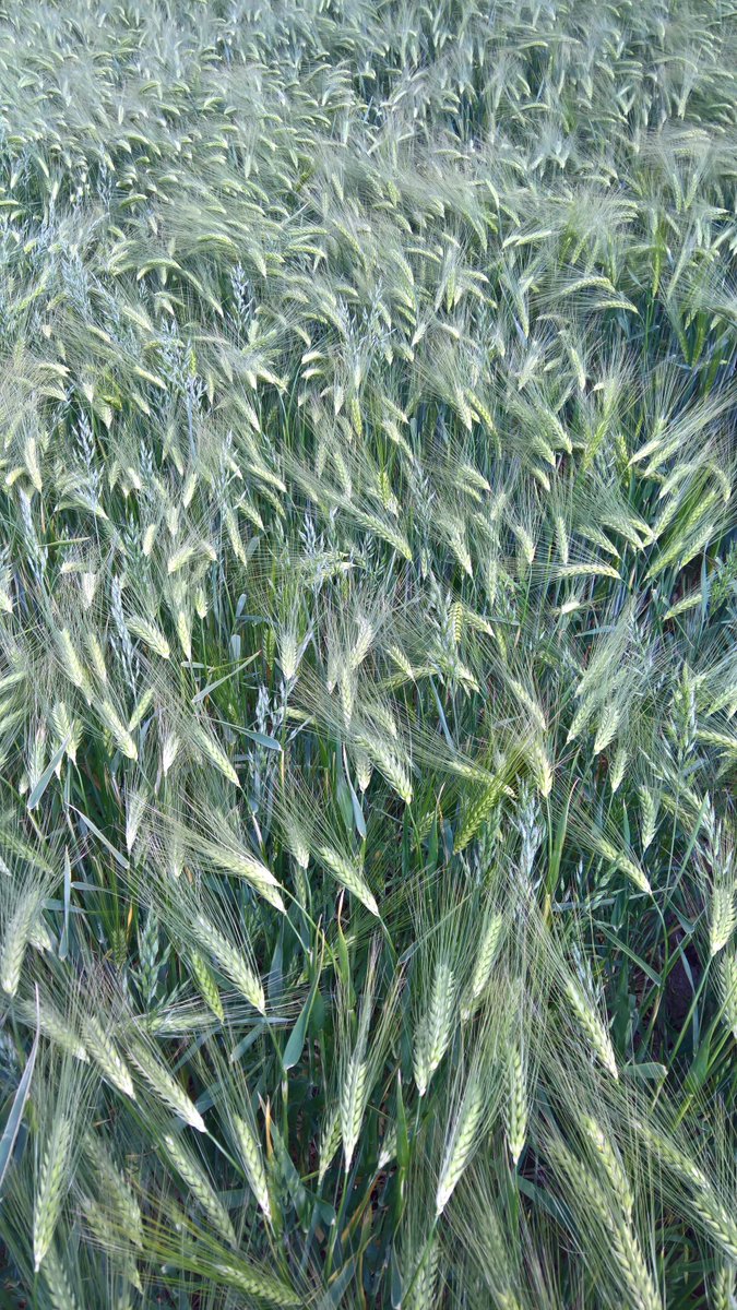 Rob Rob (@robkindl) on Twitter photo 