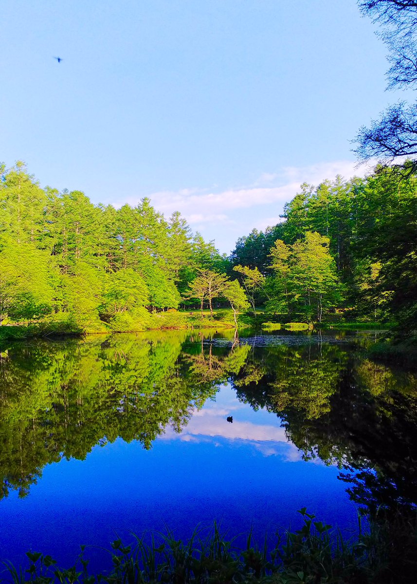 あお 18年に出逢った北信濃の風景 縦構図をまとめてみました 縦の写真は開いた時に景色が広がるのが面白い 春 新緑の戸隠高原 緑ヶ池 夏 飯山市 小菅神社の杉並木 樹齢300年 秋 紅葉の秋山郷 冬 霧氷の菅平高原 18年を写真4枚で
