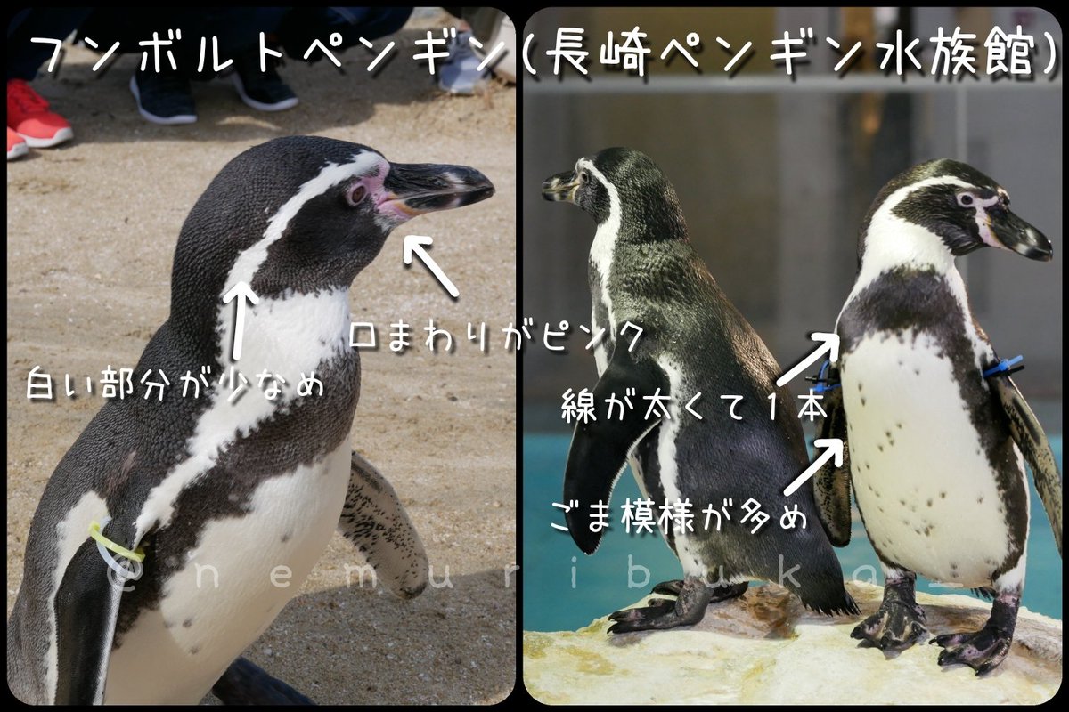 ネムリブカ ちなみに亜成鳥はこちら ケープとマゼランの区別がつかない フンボルトの太いラインがない わかりづらいですね 一緒にいたら判別できないと思う ペンギン ケープペンギン 京都水族館 マゼランペンギン 須磨海浜水族園 スマスイ