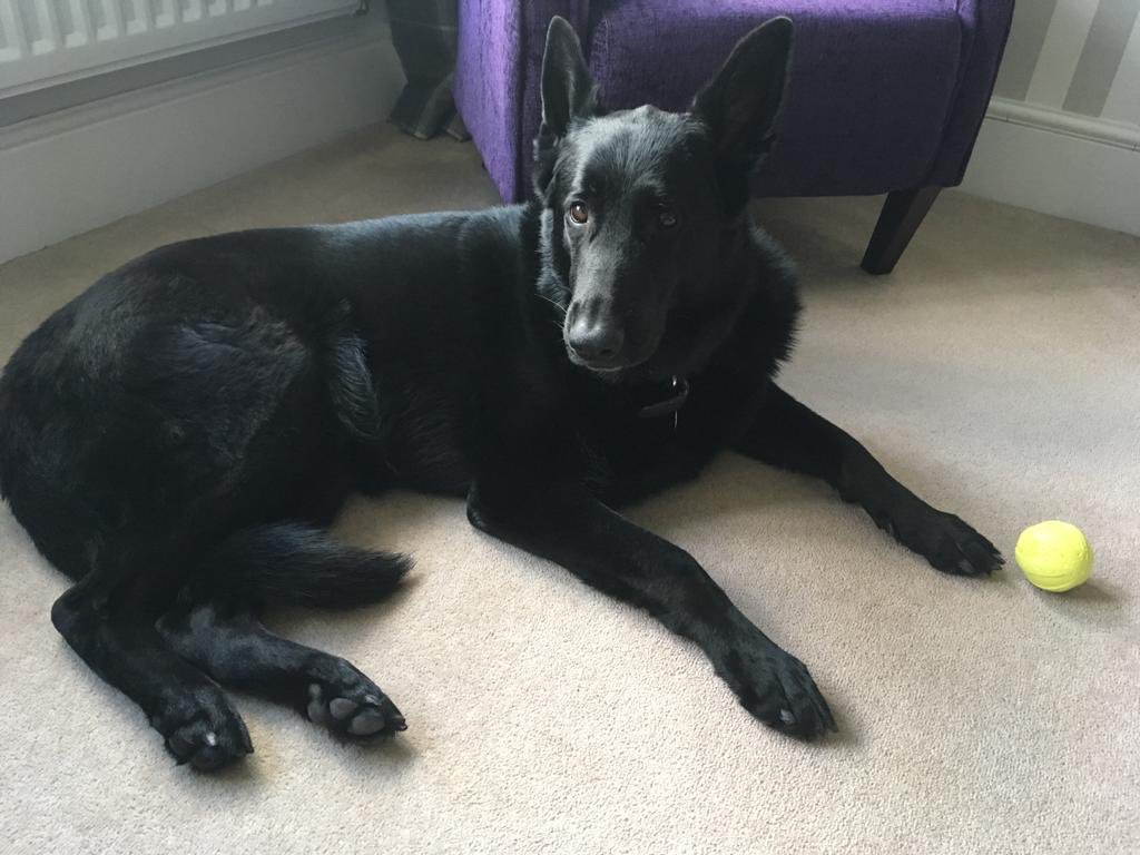 radarPDP's tweet photo. Radar update he is loving life to the full still with his friends.  The first photo is Radar with Shadow who also didn’t make it as a police dog big is loving life as a pet in Radars extended family 🐾🐾 https://t.co/OvUJ0J8nyF