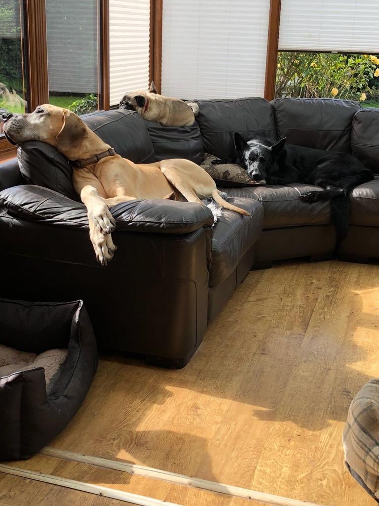 radarPDP's tweet photo. Radar update he is loving life to the full still with his friends.  The first photo is Radar with Shadow who also didn’t make it as a police dog big is loving life as a pet in Radars extended family 🐾🐾 https://t.co/OvUJ0J8nyF