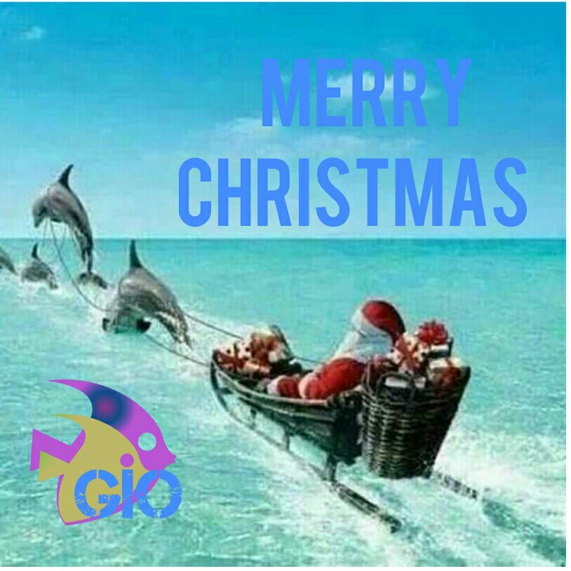 GiovaniAwondatu's tweet image. Merry Christmas 🎄