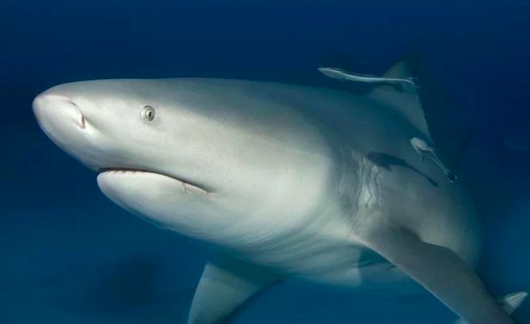 MooreCharitable's tweet photo. Read a round up of some #shark #conservation stories from 2018, from @Forbes #MooreSharks https://t.co/9F3U9fXZd0 https://t.co/dRtjiFZOrd