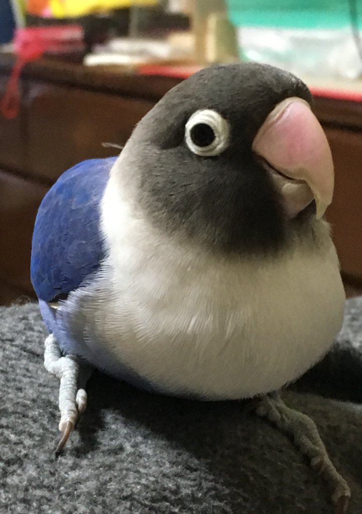 岡田ボタン tweet media