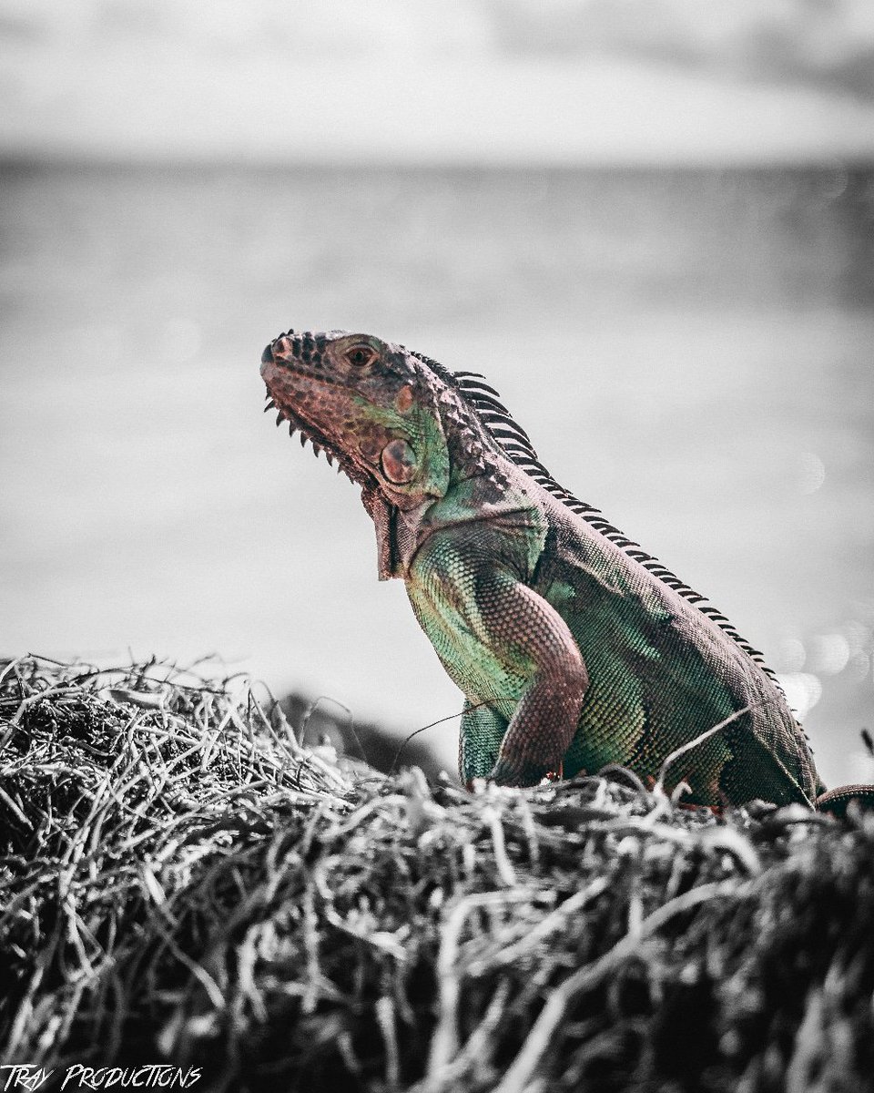 Yo check this iguana