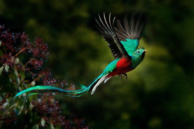 Son Tweets二度見するほど美しい生き物 11 Whotwi Grafiksel Twitter Analizi