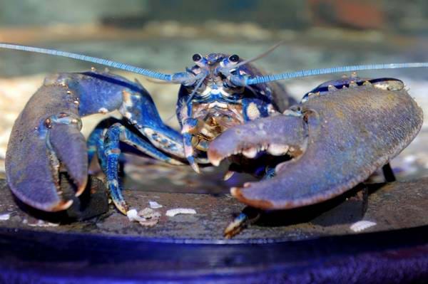 If being by the sea has inspired your family to learn more about what is living in the ocean, head over to Great Yarmouth Sea Life centre. Get up close and personal with penguins, sting-rays and lots of other aquatic creatures!

Start discovering at visitsealife.com/great-yarmouth/