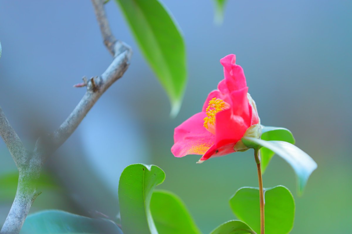 ট ইট র ヤブツバキ হ য শট য গ