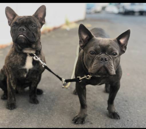 Anaheim Craigslist Pets