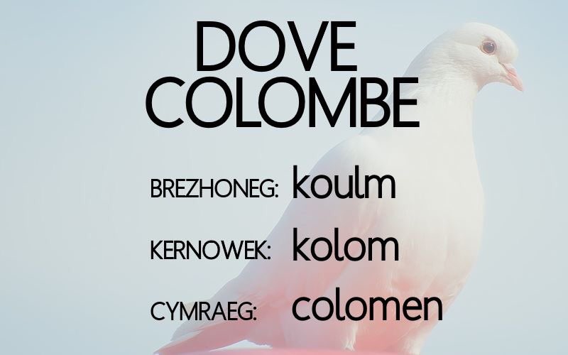 Dove / Colombe

Brezhoneg: koulm ['kulm] f. pl: koulmed
Kernowek: kolom ['kɔlɔm] f. pl: kelemmi
Cymraeg: colomen [kɔ'lɔmɛn] f. pl: colomennod

From Latin columba