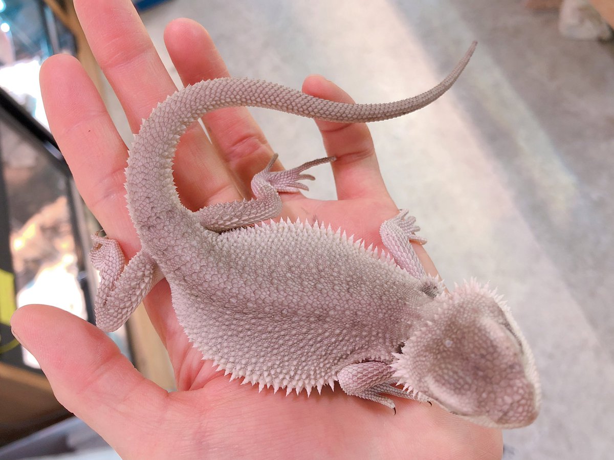 爬虫類倶楽部 大宮店 フトアゴヒゲトカゲ ゼロ 程よい大きさのメス個体 後頭部のトゲが大きくなりそう 幸せの白トカゲと暮らそう