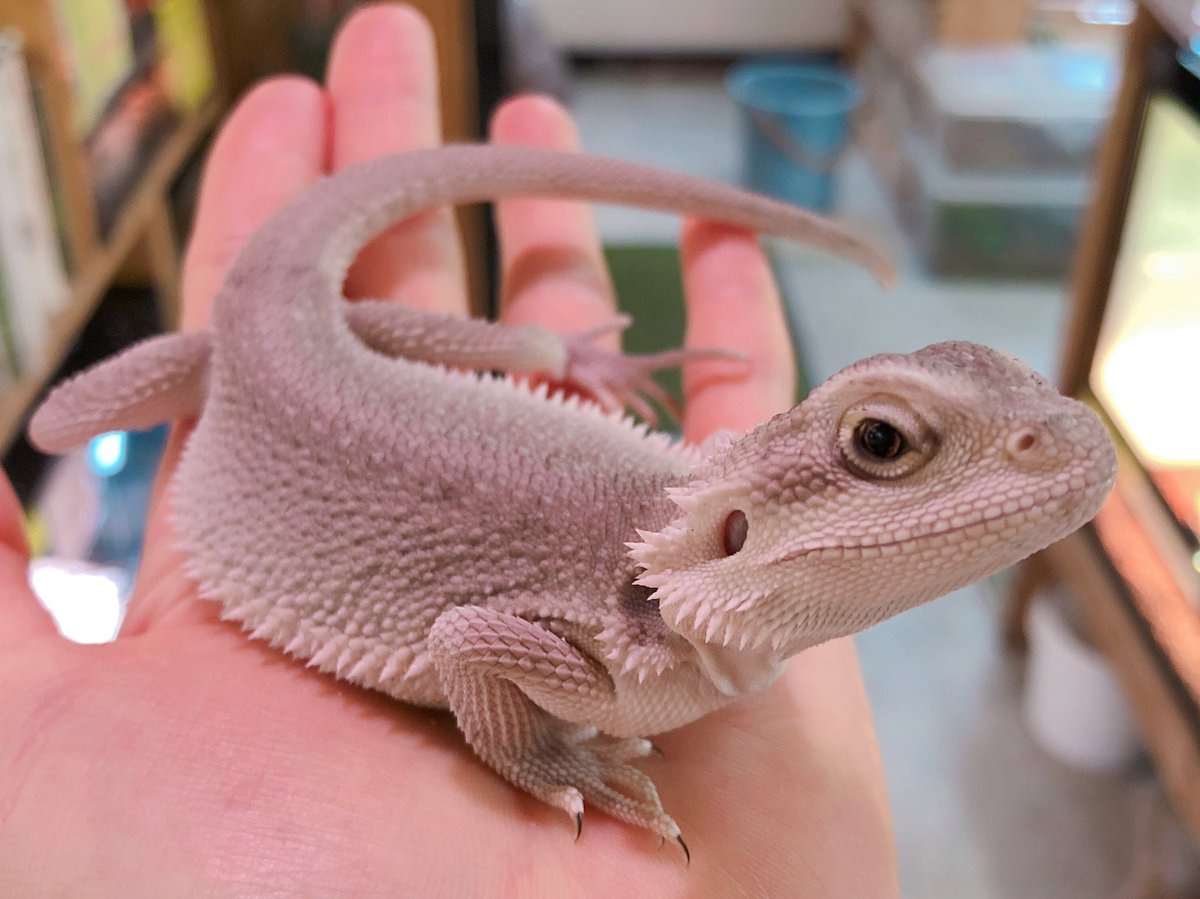 爬虫類倶楽部 大宮店 フトアゴヒゲトカゲ ゼロ 程よい大きさのメス個体 後頭部のトゲが大きくなりそう 幸せの白トカゲと暮らそう