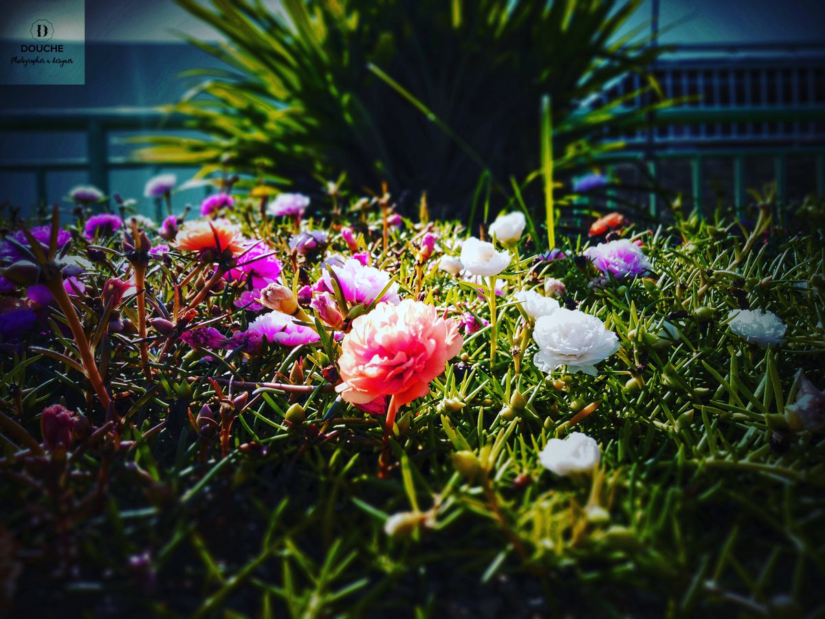 DoucheDesign's tweet photo. Edit using #adobe #photoshop
Created by 1 of member crew #douchedesign Charlie jong
.
#editmasters #masterofedit #powerofphotoshop #masterphotographers #masterofphotoshop #powerofphotoshop #douche #design #graphicdesign #graphicdesigner #naturephotography #nature #naturelovers https://t.co/l0Bk8Rfvbk