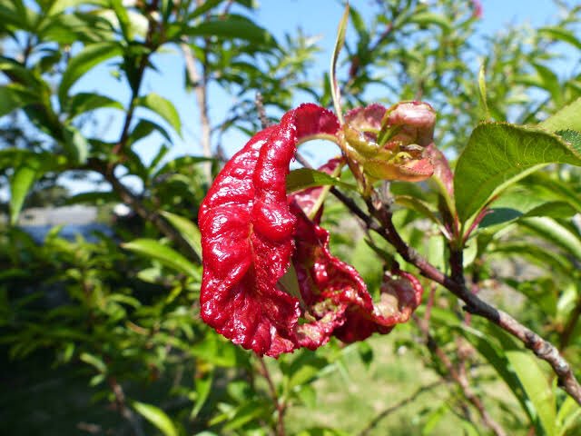 Bitki Koruma Bilimi på Twitter: "Şeftali Yaprak Kıvırcıklığı Hastalığı ve  Yaşam Döngüsü/Peach Leaf Curly Disease and Life Cycle #agriculture  #bitkikorumabilimi #plants #nature #life https://t.co/KzRWRFT7kh" / Twitter