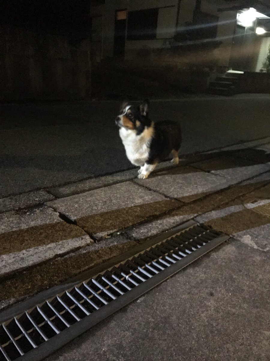 fT8LDDlPZasFvg4's tweet photo. 名古屋市中川区春田あたりで迷子犬
拡散していただける方お願いします。 https://t.co/LHph7a2yiO