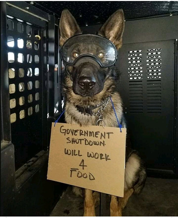 Just sayin...
#sweetmalinois #malinois #malinoislove #malinoispics #funnymalinois
#K9strong #K9officer #K9unit #K9partner #K9love #K9buddy #K9skickbutt #K9snowbuddy #MilitaryWorkingDogs #thankyouforyourservice #friend #partners #defender #dog #faithful #love #SupportiVets1💛