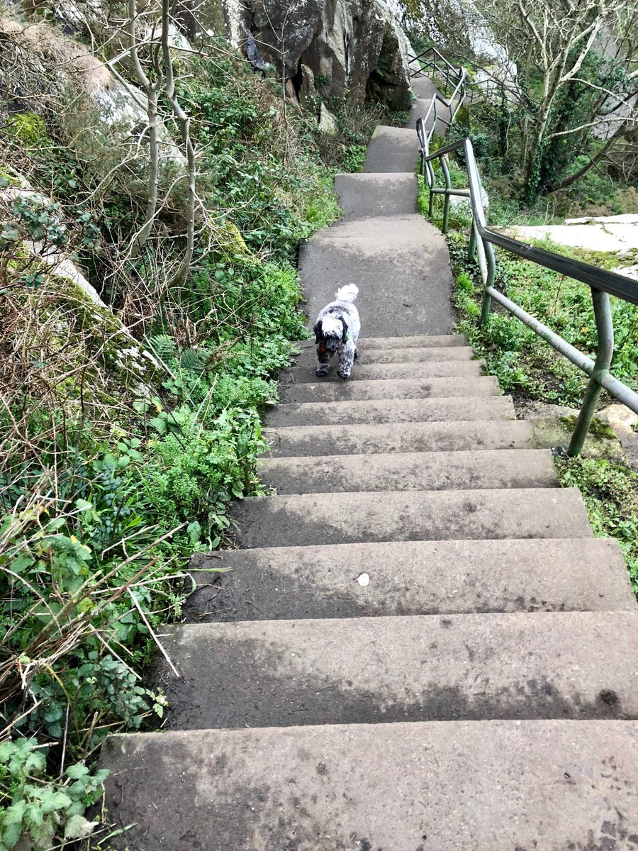 oconnor_donna's tweet photo. Working off all that Christmas turkey 🦃 ! #NaturesStairMaster #cockapoo #DalkeyQuarry https://t.co/s203gg59YR