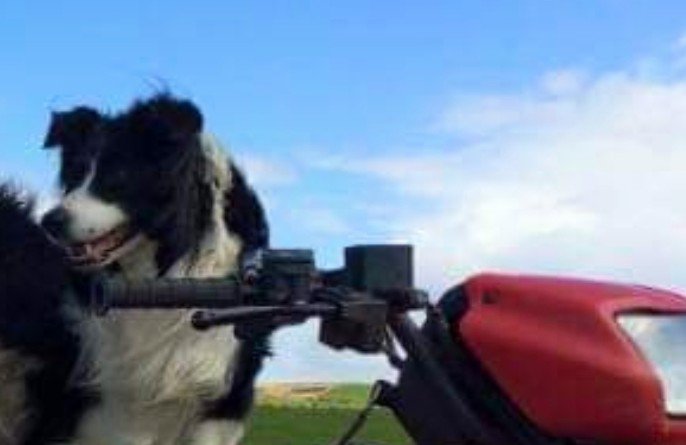 anguslyon14's tweet photo. Our sheepdog, Clyde, has gone missing... He was last seen yesterday around lunchtime. If anyone in the surrounding area has found or seen him could you please phone David on 07941492101..

Thanks

@DoglostUK #lostdog #missingdog #biggar #abington #lamington https://t.co/LwoVGjOcTF