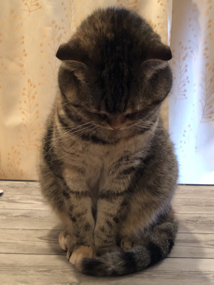 もちしょぼ しょぼ立ったまま寝てる 猫モフー 猫 スコティッシュフォールド もちしょぼ しょぼ立ったまま寝てる 猫モフー 猫 スコティッシュフォールド