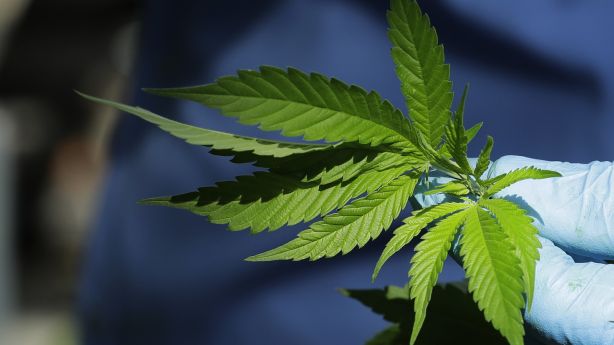 treetopsonly's tweet photo. How will the Medical Cannabis Act impact employee drug testing? https://t.co/nCuF5Thdjh https://t.co/1K8uov1ffY