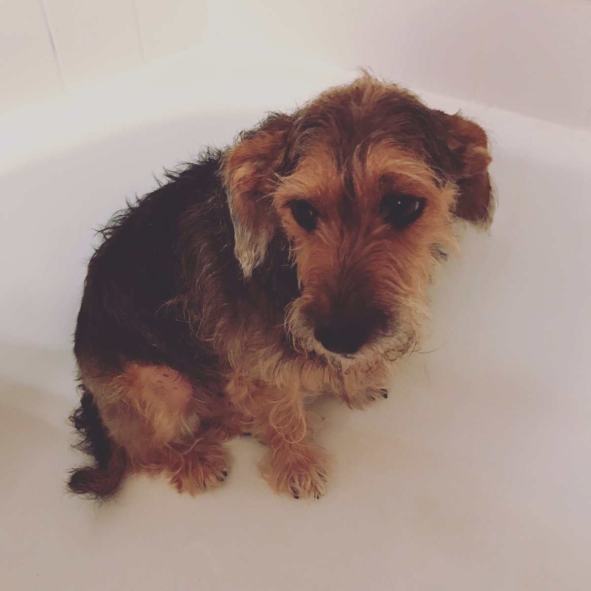 shan_richard's tweet photo. Nothing quite as pathetic as the pre-bath look while he sits in the furthest corner of the tub.
#teddsters #dogsofinstagram #rescuedog #bathtime https://t.co/aTc4MF3pkL