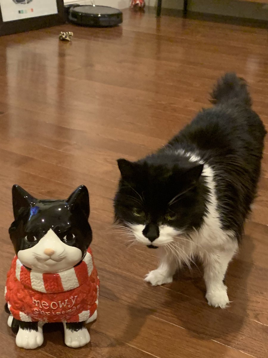 joalteeth's tweet photo. @bestcataccount https://t.co/uCx6mHiquO