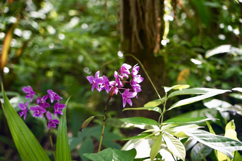 janlisiecki's tweet image. #souvenir from #Pohnpei #federatedstatesofmicronesia #travel #islandhopper