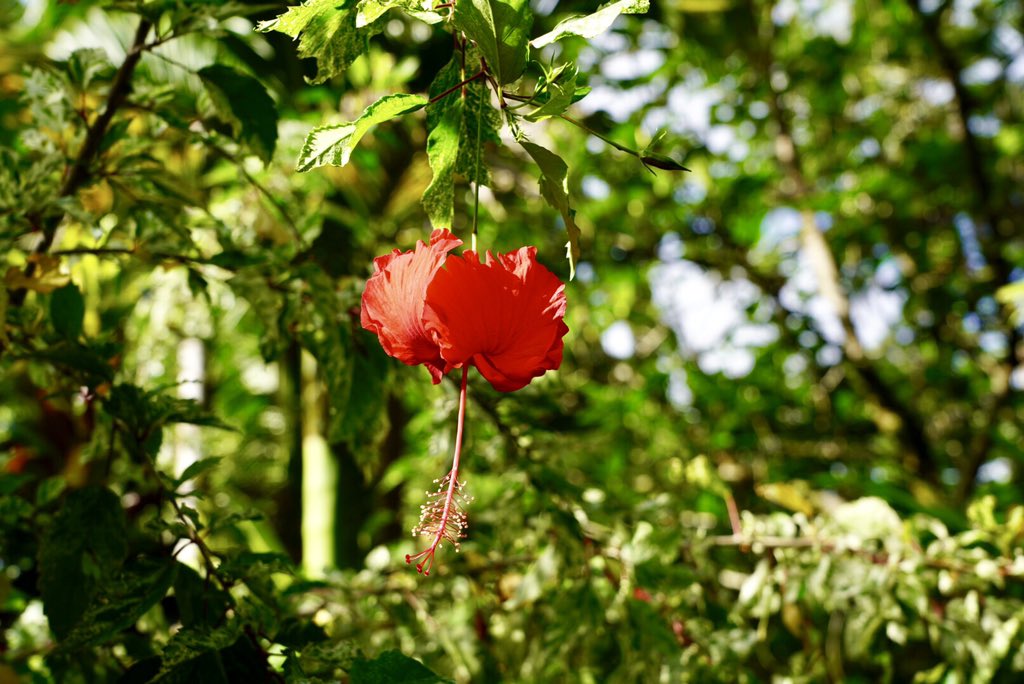 janlisiecki's tweet image. #souvenir from #Pohnpei #federatedstatesofmicronesia #travel #islandhopper