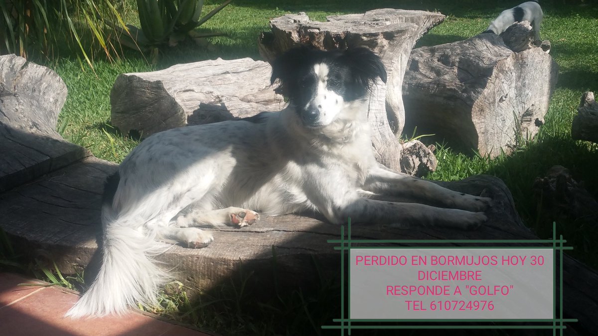 foreveryuwon's tweet photo. Perdido en Bormujos hoy 30 de diciembre
Se ruega difusión https://t.co/303ZRnr0wm