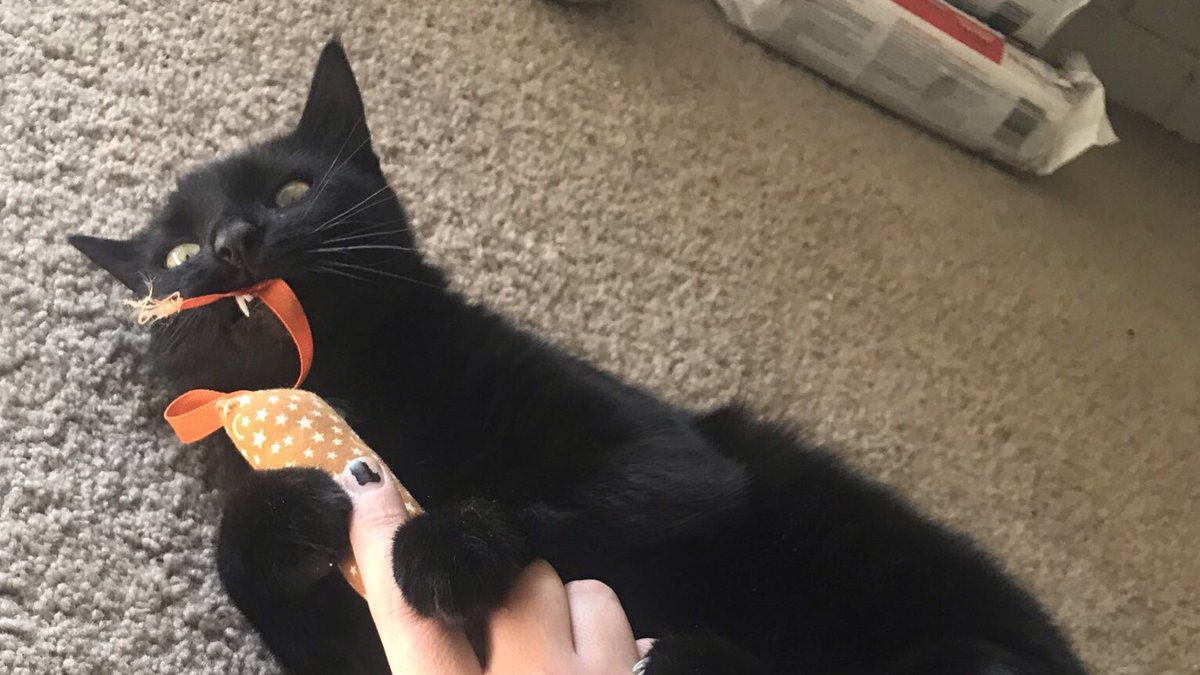 cbd_cat's tweet photo. https://t.co/2ta1pryumz