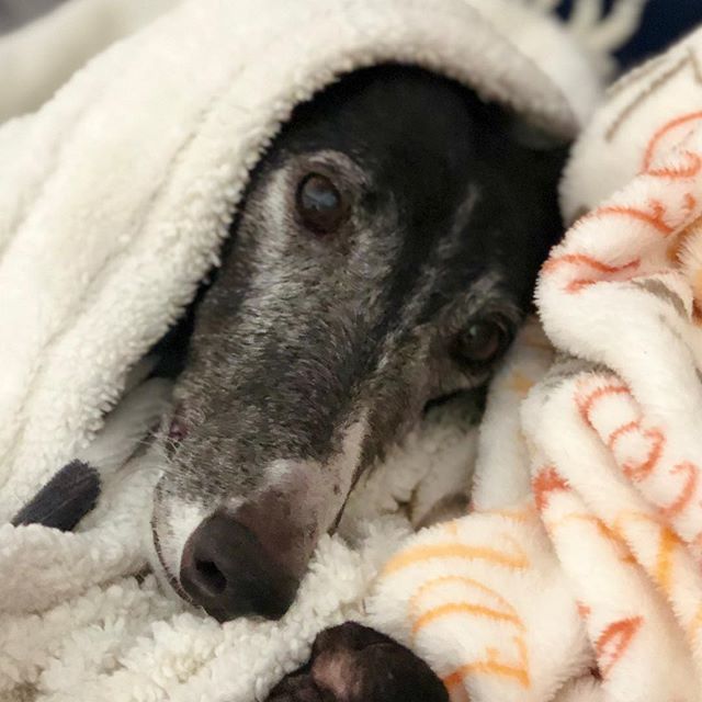 Life of a greyhound. Love you, Lola! #greyhoundsofinstagram #greyhoundsofinstagram bit.ly/2QeH2nC