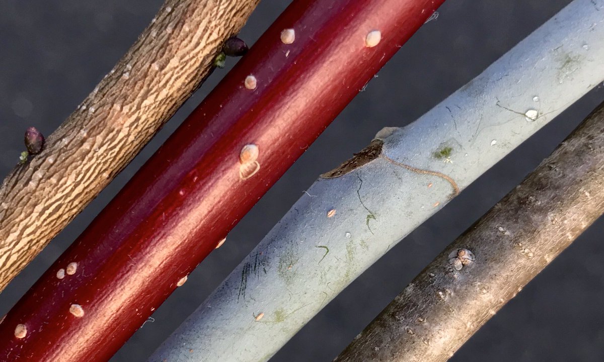 bellemare_jesse's tweet photo. A mid-winter selection of young #bark textures & colors: left-to-right, striated tans of #Morella caroliniensis, deep red of #Swida sericea, glaucous waxy gray of #Magnolia ashei, and flat gray of #Ilex verticillata. A sprinkling of #lenticels for gas exchange unites them... https://t.co/12hE6IErPD