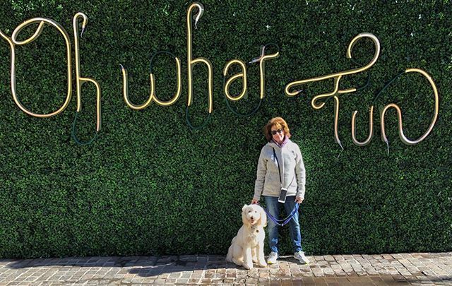 jeffreypix's tweet photo. #ohwhatfun @margisnyder @happycamperdoodle #Camper in #bethesda #MD #50degrees on 12.29.18 #minigoldendoodle #minigoldendoodlemom #dogsofinstagram #minigoldendoodlesofinstagram #dogstagram #dogsofmaryland https://t.co/WtbXxQhPAc https://t.co/o36DxOiaoE