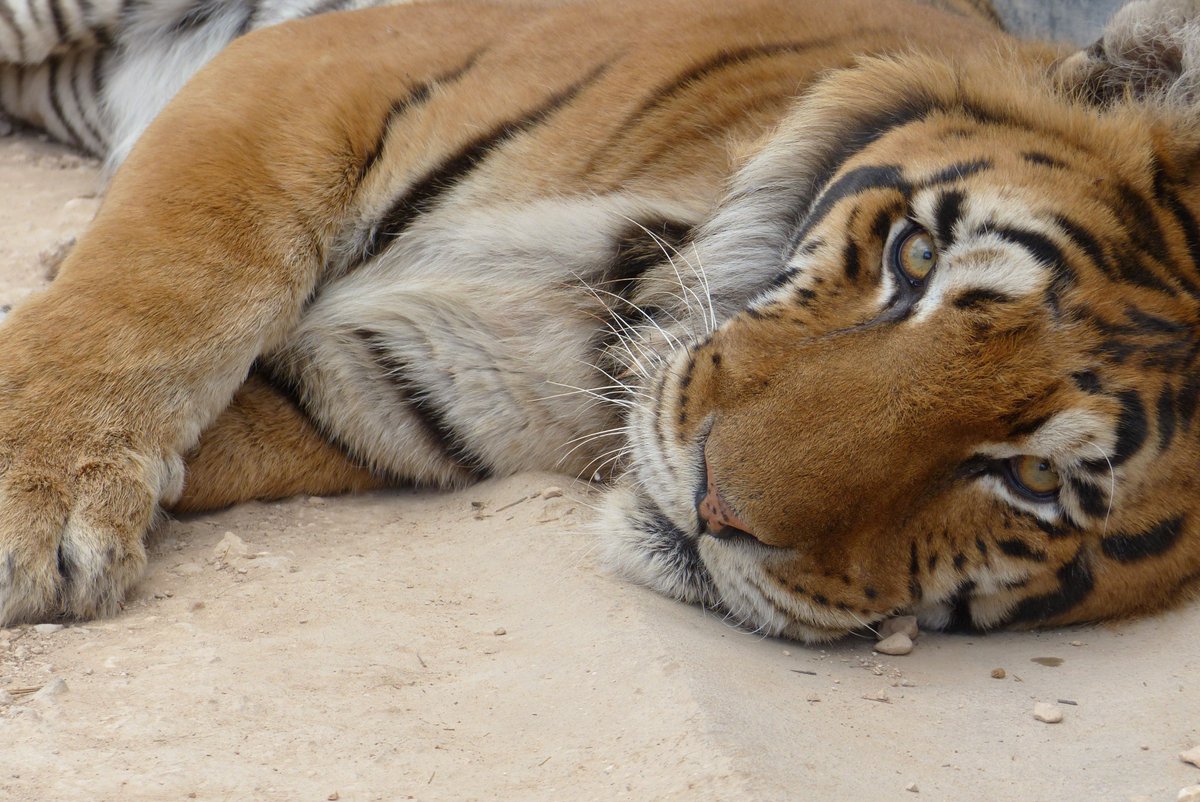 wightlinkferry's tweet photo. 5️⃣ 

🎵On the fifth day of Christmas my true love sent to me…5-brand-new-tigers! 🎵

🐅Roar! 🐅 A big welcome to the Island to the new tigers at @IsleofWight_Zoo. We hope Mondo, Girona, Natasha, Zoppa and Antonella have all settled in well! https://t.co/6rLwA2sp4R