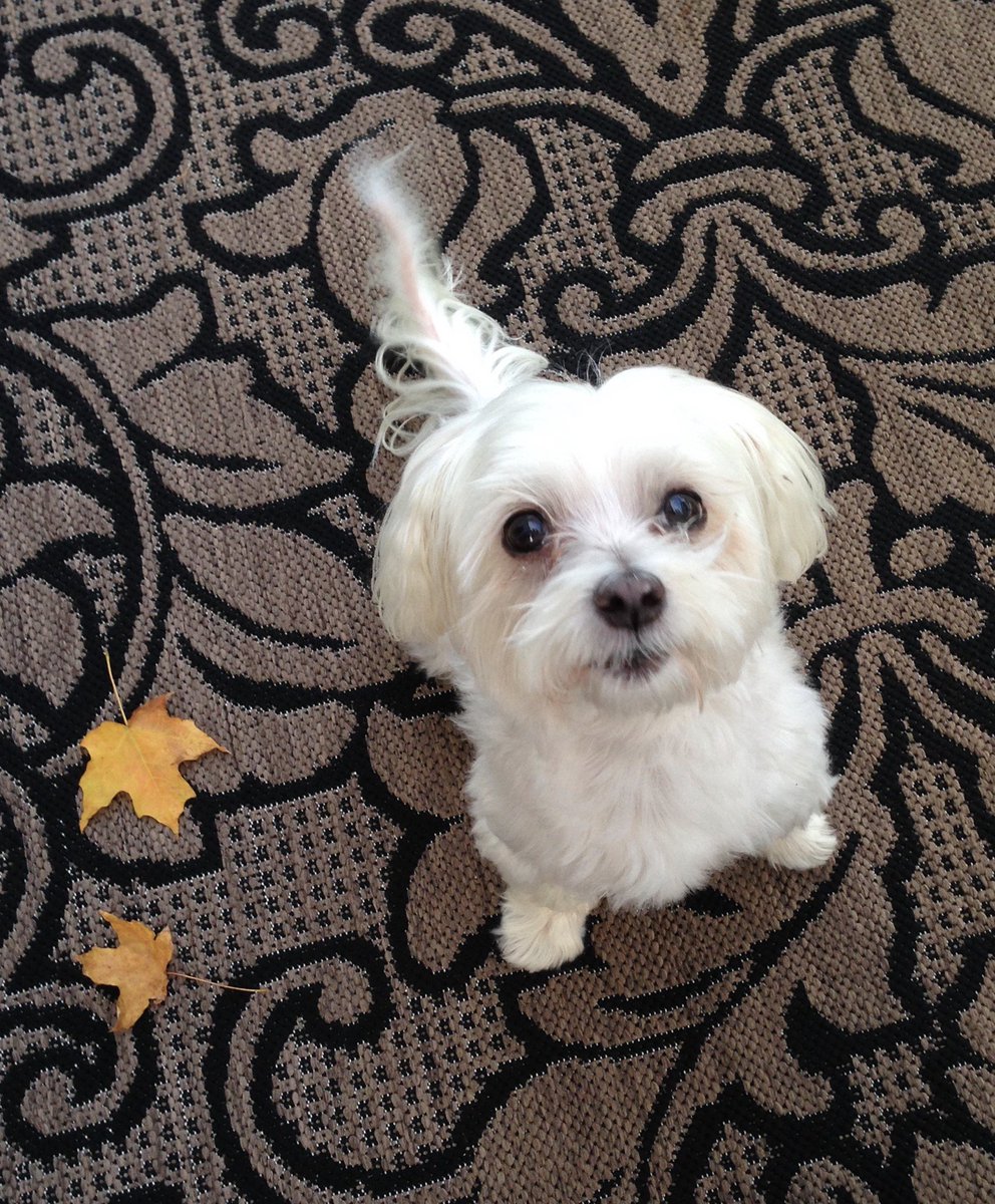 King_Spry_Law's tweet image. All month, we’ve been celebrating the holidays with our fur-friends. Today’s pet of the day is Sasha Bella, loved always by litigation paralegal Lindsay Cochrane. Happy New Year!! #kingspryholiday #dogsofdecember #lawsandpaws