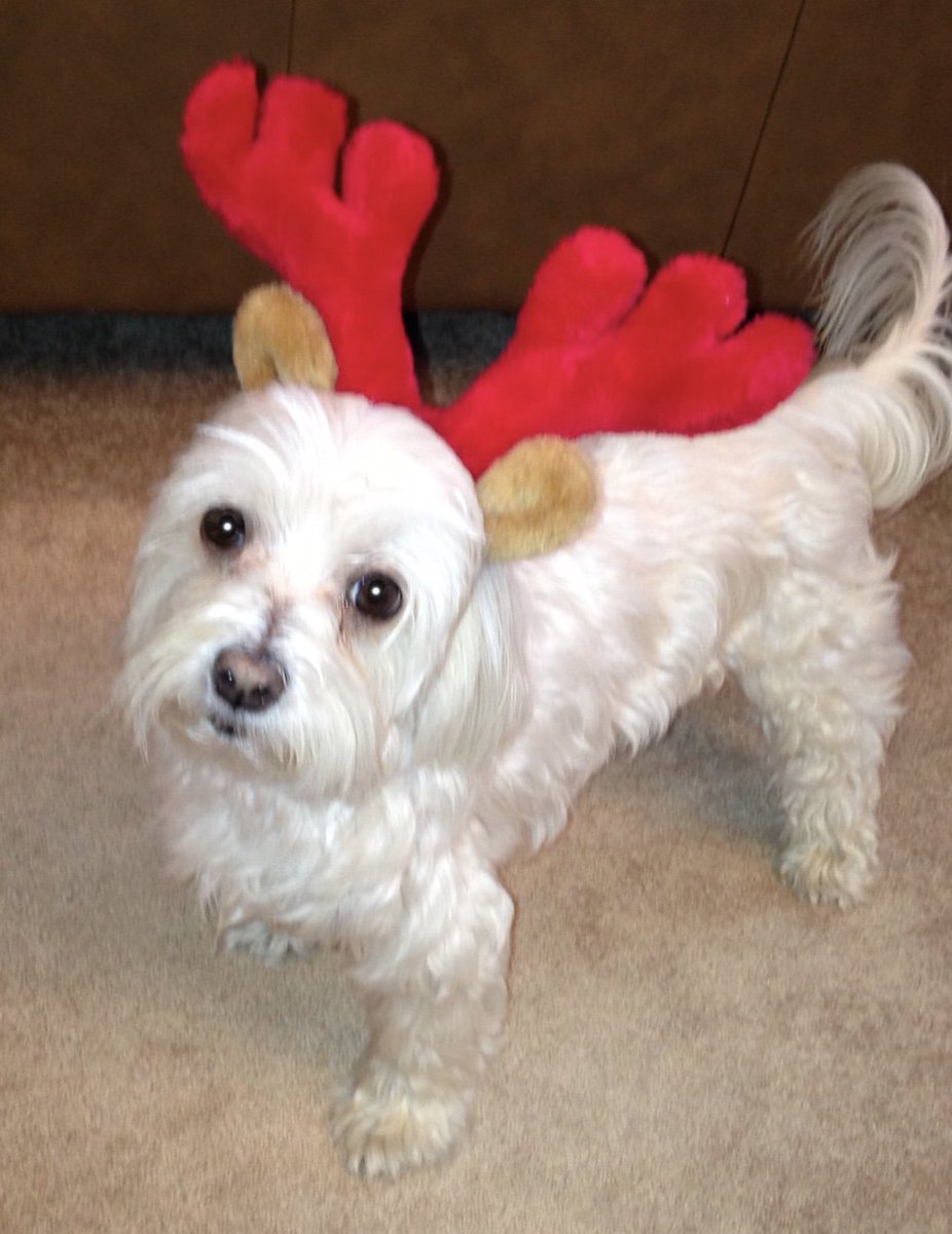 King_Spry_Law's tweet image. All month, we’ve been celebrating the holidays with our fur-friends. Today’s pet of the day is Sasha Bella, loved always by litigation paralegal Lindsay Cochrane. Happy New Year!! #kingspryholiday #dogsofdecember #lawsandpaws