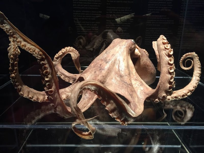familyfunyeg's tweet photo. Have you had the chance to see "Body Worlds: Animal Inside Out" at the @TWoSEdm ? Why we think it's a fascinating feat of science: https://t.co/MFWiXcyUL8 #yeg #yegevents #science #myTWOSE #animalinsideout https://t.co/Yy18VFPyRB