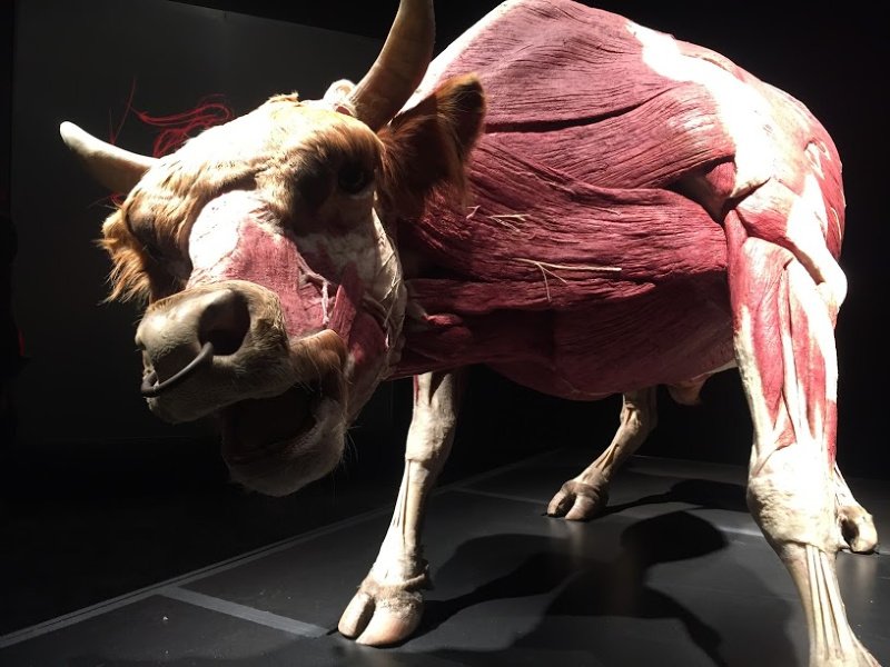 familyfunyeg's tweet photo. Have you had the chance to see "Body Worlds: Animal Inside Out" at the @TWoSEdm ? Why we think it's a fascinating feat of science: https://t.co/MFWiXcyUL8 #yeg #yegevents #science #myTWOSE #animalinsideout https://t.co/Yy18VFPyRB