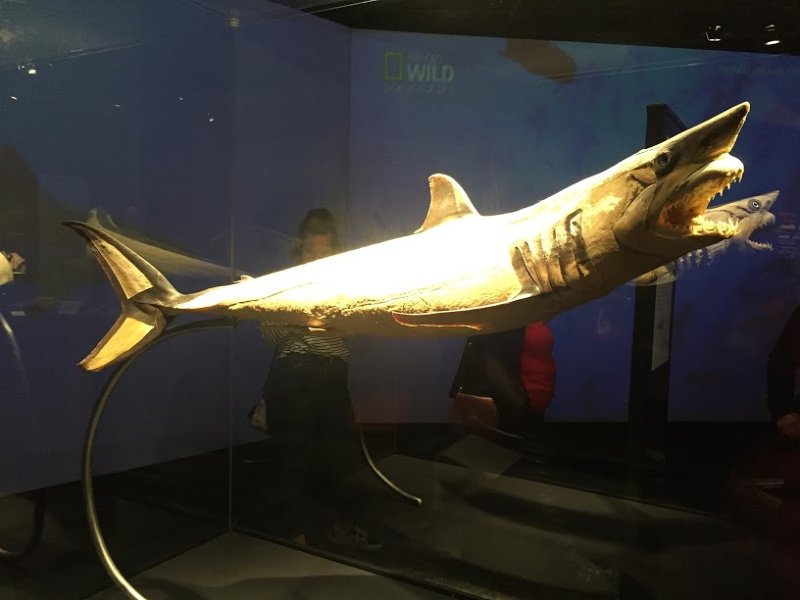 familyfunyeg's tweet photo. Have you had the chance to see "Body Worlds: Animal Inside Out" at the @TWoSEdm ? Why we think it's a fascinating feat of science: https://t.co/MFWiXcyUL8 #yeg #yegevents #science #myTWOSE #animalinsideout https://t.co/Yy18VFPyRB
