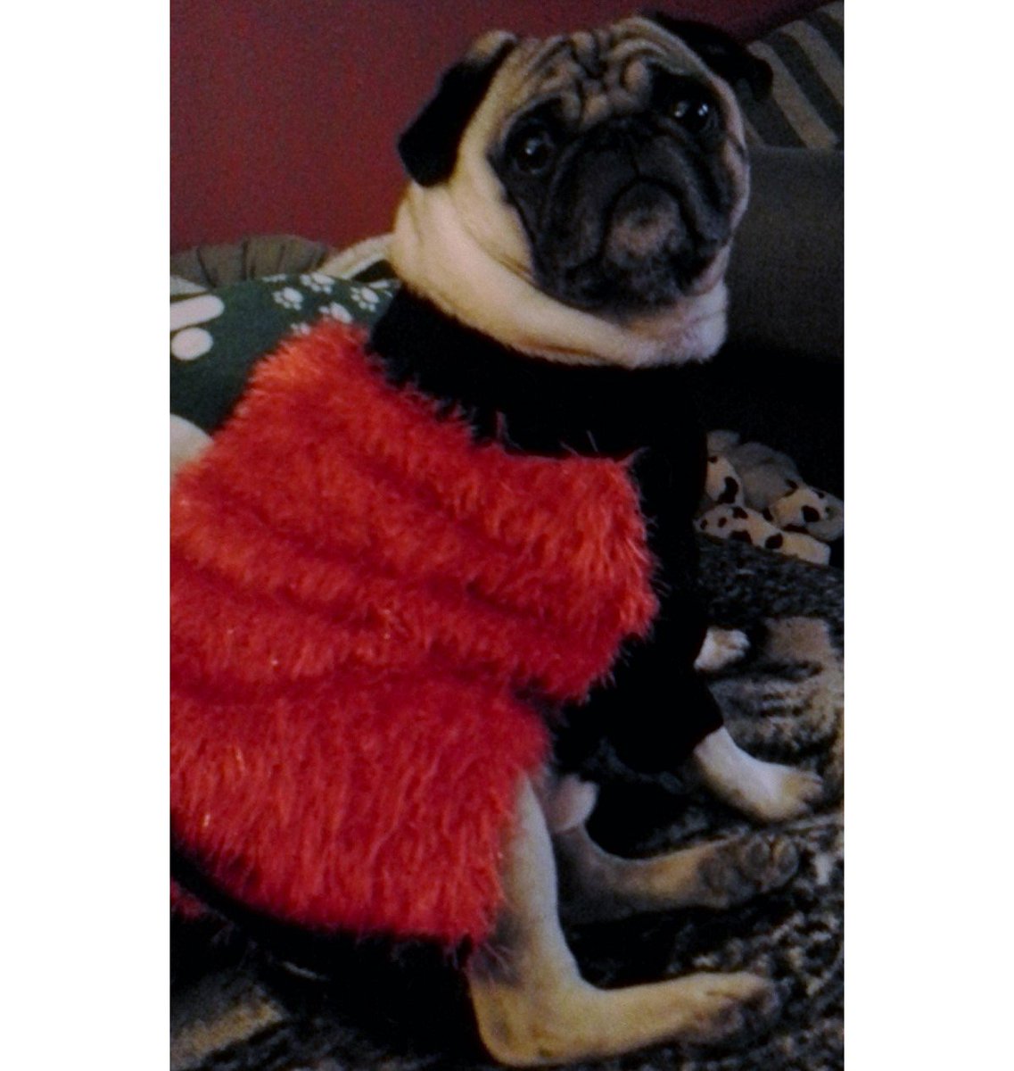 FishstickThePug's tweet photo. No. Just no. #FashionCrime #PugMuppet #embarrassed #pug #dog https://t.co/hQgdUtz1vo