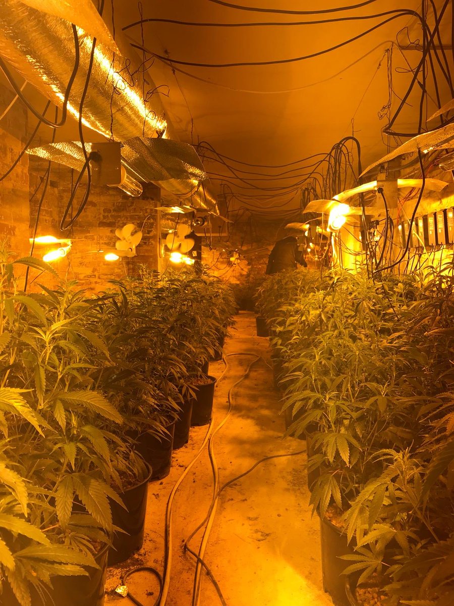 BrumCityWMP's tweet photo. Farmer Dan swapped his combine harvester for a ‘Nigel’ y’day and went after a different type of crop in the City with the rest of Team4 and The Prevent Team. Found 5 floors of Cannabis and 3 baddies hiding in a cupboard . Big up @CDTWMP for the cleanup job👊#Charlie4 https://t.co/yPfzceaIj6
