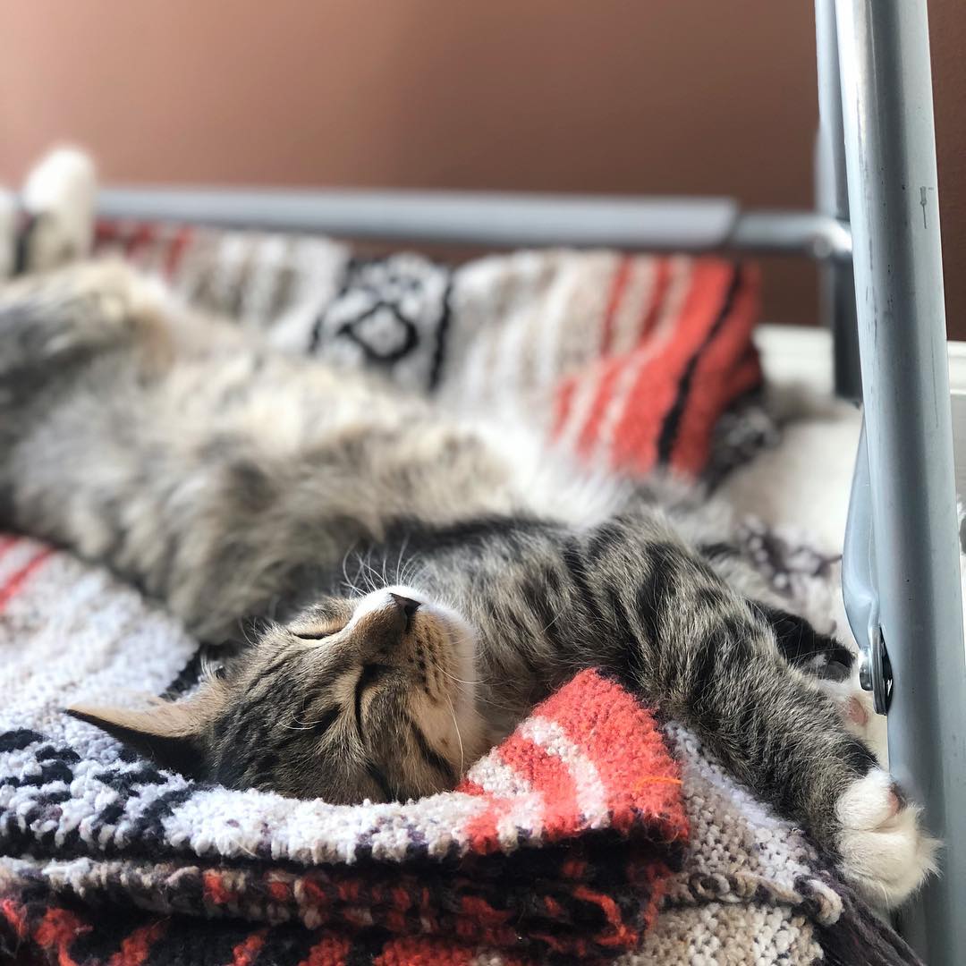 OctaveApts's tweet photo. How are you planning on spending the last #Caturday of the year? We’re kicking back and sleeping in 🐱 
📸IG thefreyacat https://t.co/Nx2xpkhuzU