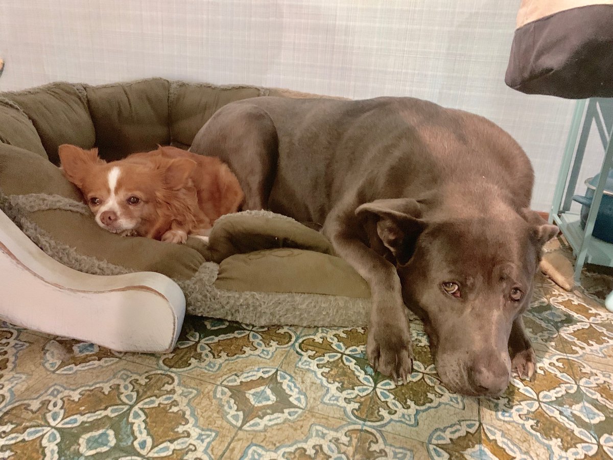 SusanDReynolds's tweet photo. Blue is slowly coming out of her grief after losing her dad to #coloncancer Sept.15. She’s even learning to share her bed 💜 #StaffieSaturday @dogcelebration #pitbulls #DogsGrieveToo https://t.co/KazjPnRl0N